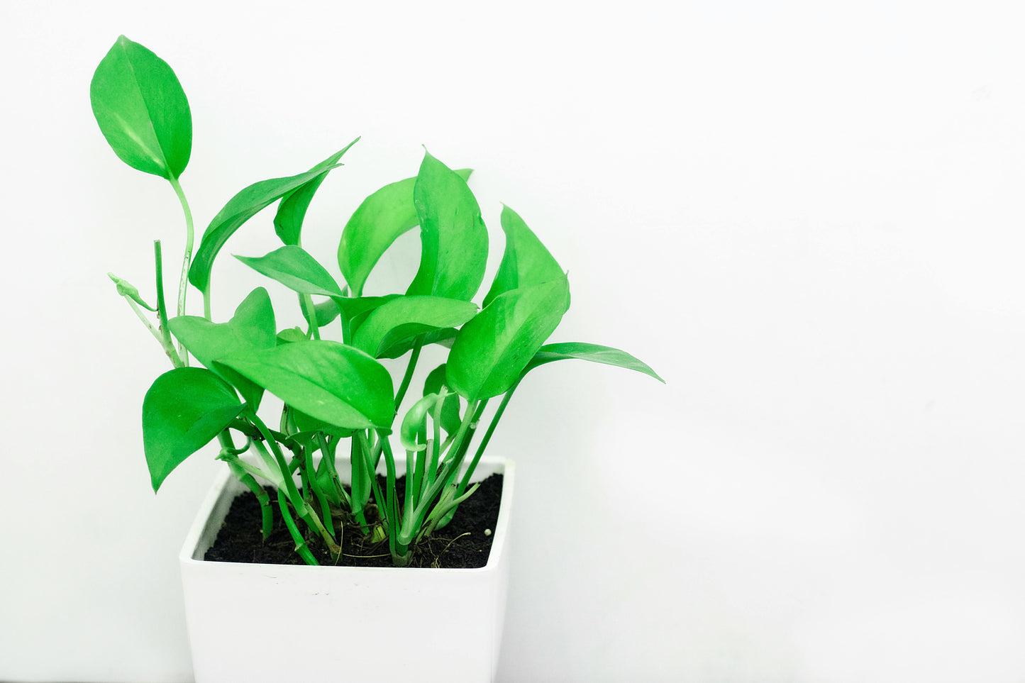 Kunstpflanzen Arrangement Eukalyptus Weißer Topf